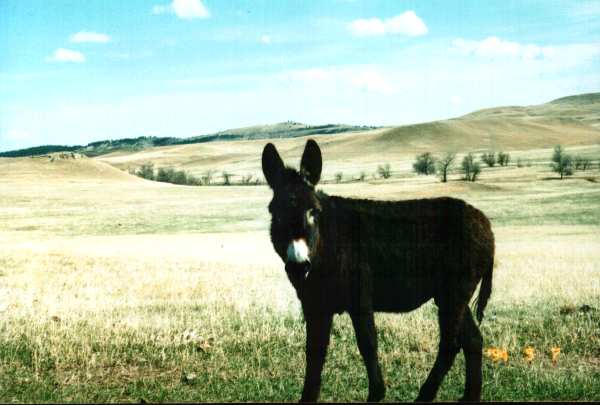 asini_selvatici_rapid_city_south_dakota