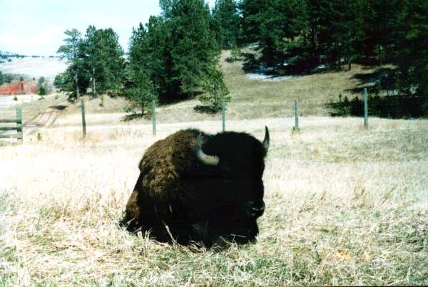 bufalo5_rapid_city